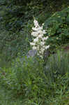 Weak-leaf yucca